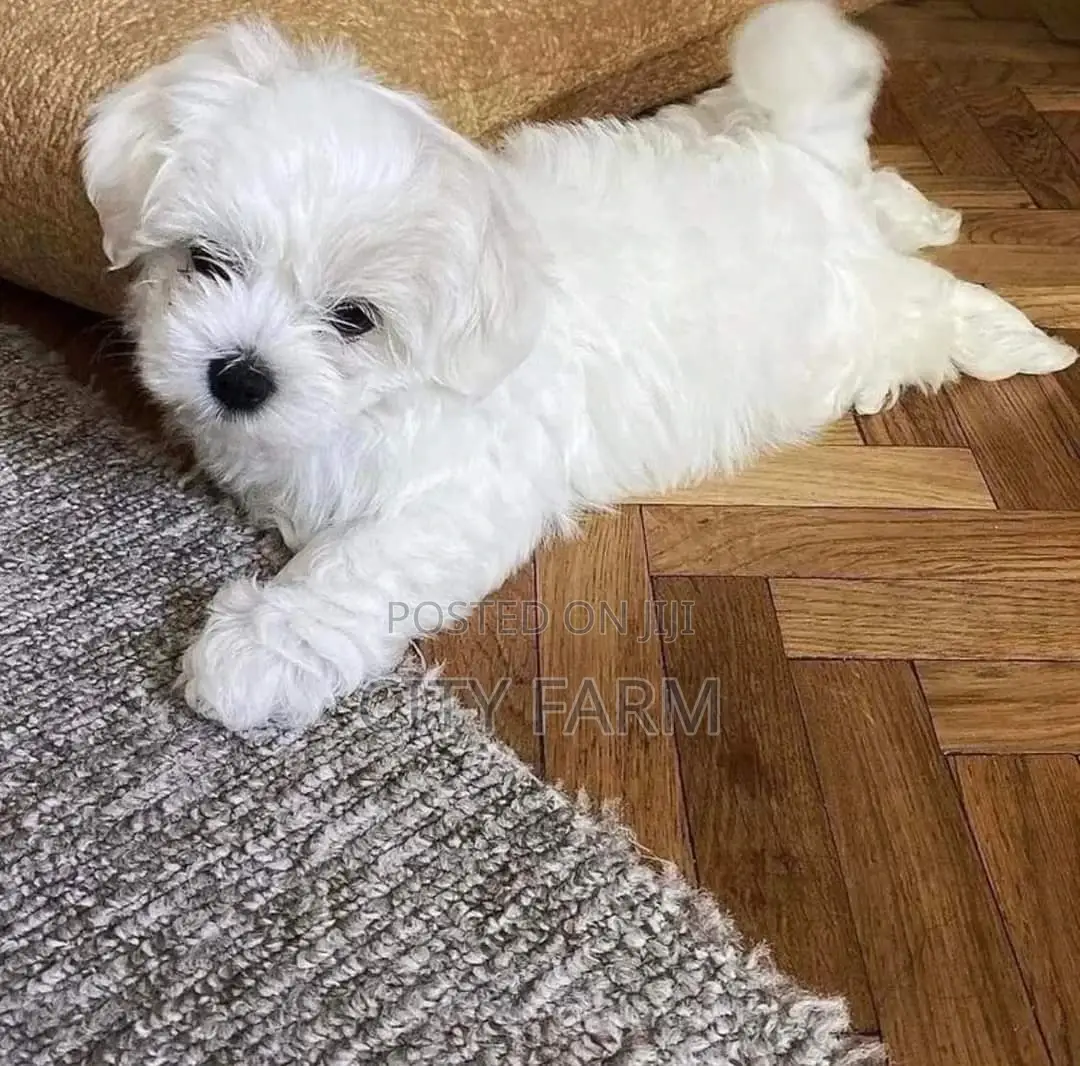 1-3 months Female Purebred Poodle