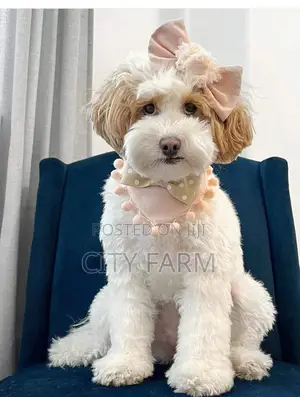 1-3 months Male Purebred Poodle