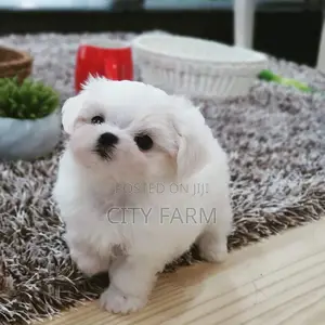 1-3 months Female Purebred Maltese