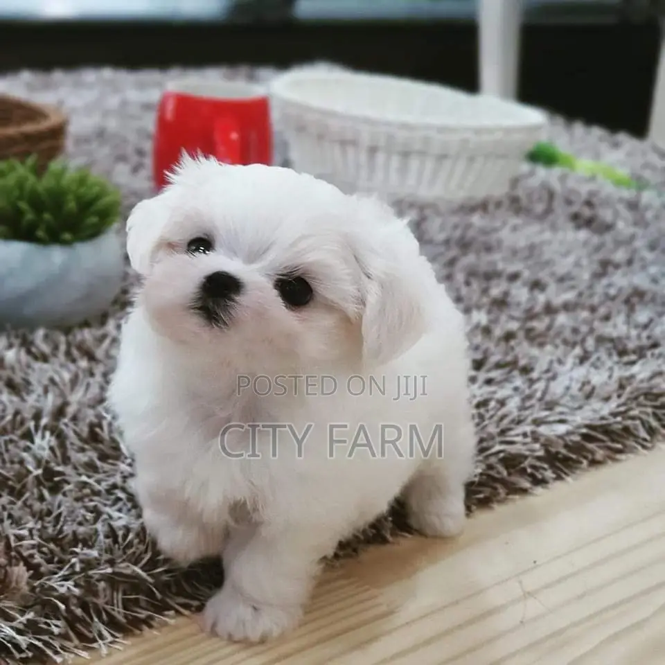 1-3 months Female Purebred Maltese
