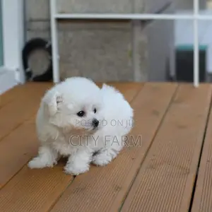 1-3 months Male Purebred Bichon Frise