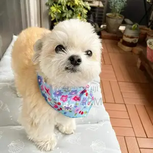 1-3 months Male Purebred Maltese