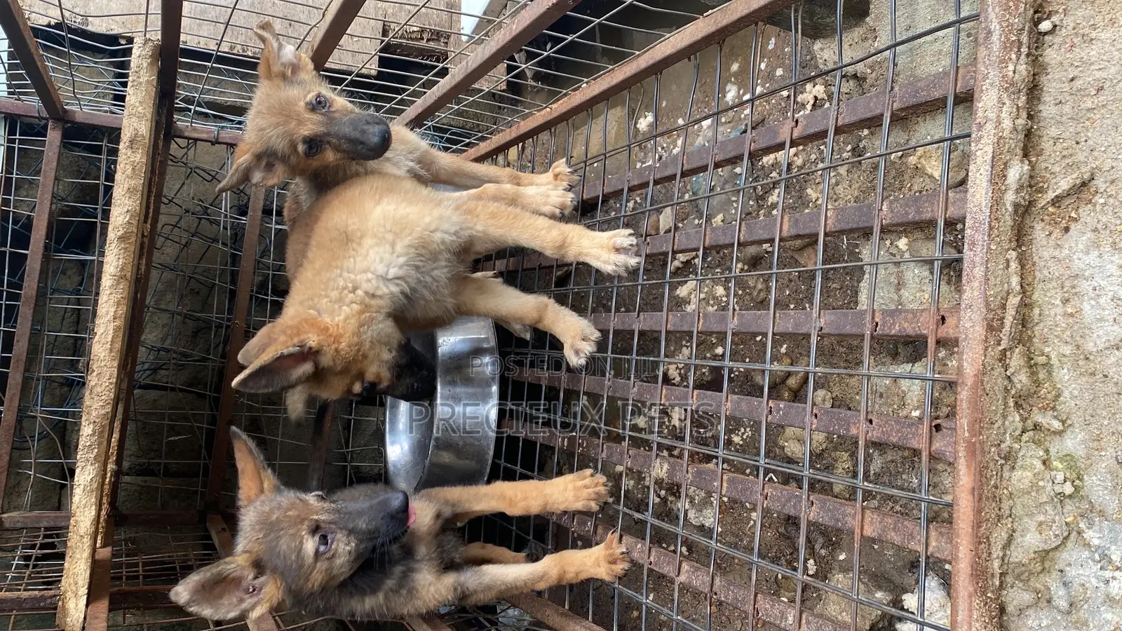1-3 months Male Purebred German Shepherd