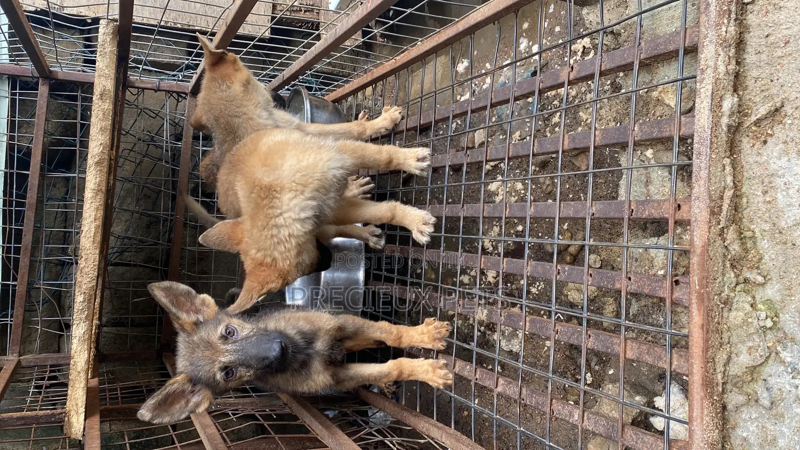 1-3 months Male Purebred German Shepherd
