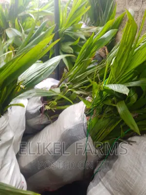 Hybrid and Dwarf Coconut and Other Fruit Seedlings