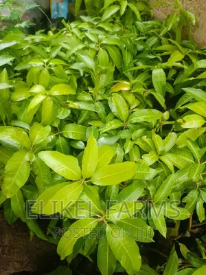 Certified Grafted Mango Seedlings.(Bulk Purchase Only,Above 1000 Pcs)