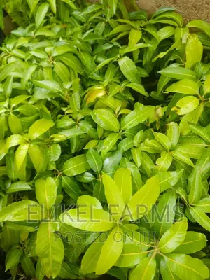 Certified Grafted Mango Seedlings.