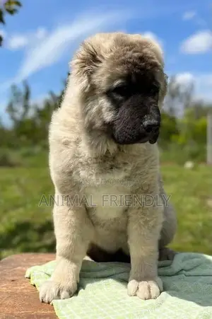 1-3 months Male Purebred Caucasian Shepherd