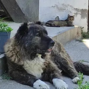 1-3 months Male Purebred Caucasian Shepherd