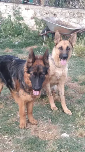 1-3 months Female Purebred Caucasian Shepherd