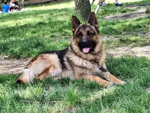 1-3 months Female Purebred German Shepherd