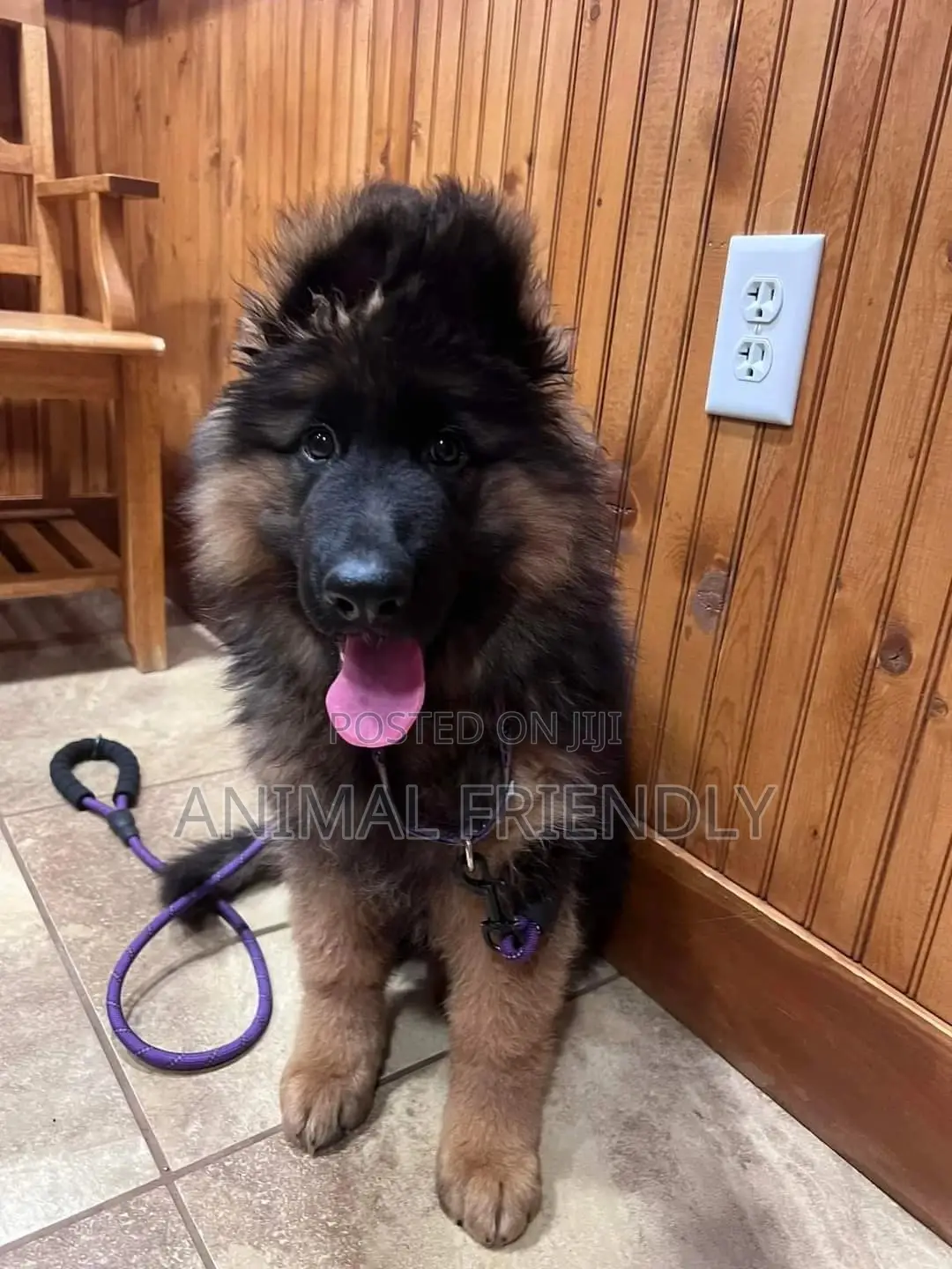 1-3 months Male Purebred German Shepherd