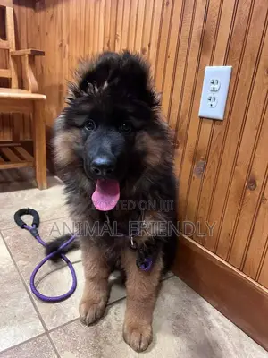 1-3 months Male Purebred German Shepherd