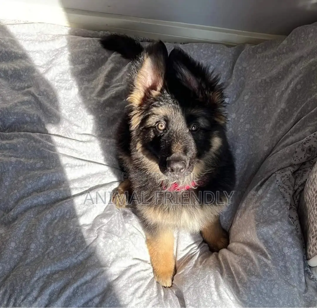 1-3 months Male Purebred German Shepherd
