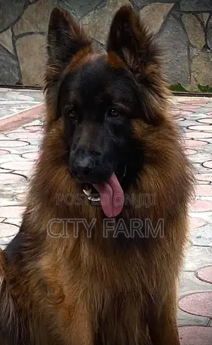 1-3 months Male Purebred German Shepherd