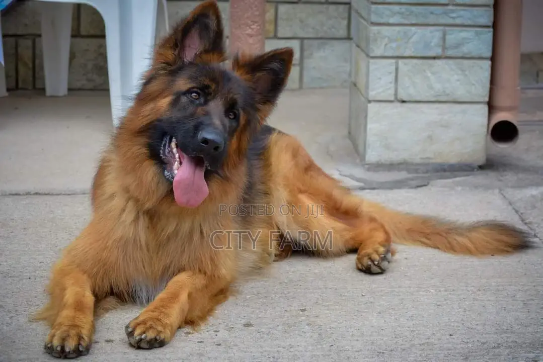 1-3 months Female Purebred German Shepherd