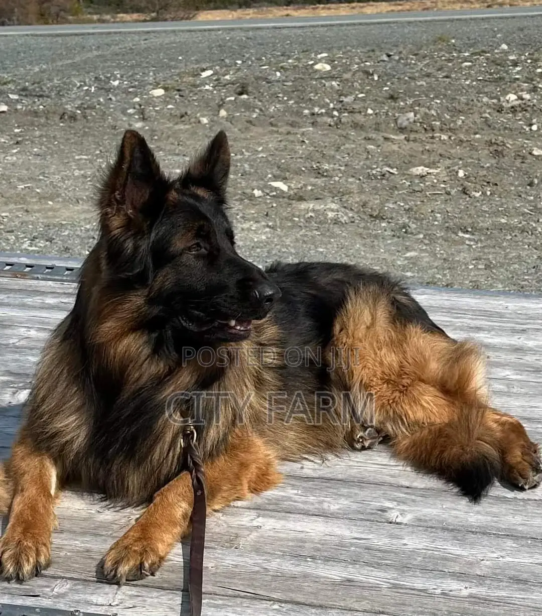 1-3 months Male Purebred German Shepherd