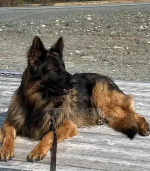 1-3 months Male Purebred German Shepherd