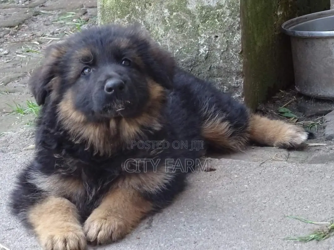 1-3 months Female Purebred German Shepherd