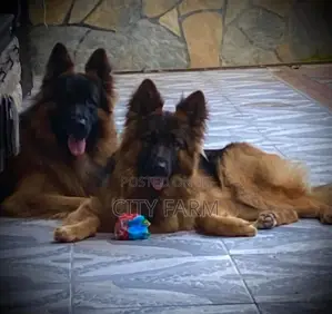 1-3 months Male Purebred German Shepherd