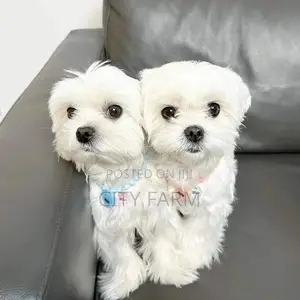 1-3 months Male Purebred Bichon Frise