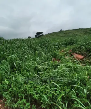 One Plot of Mixed Use Land for Sale at Madina
