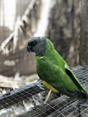 Senegalese Parrot