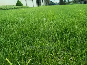 LAWN DESIGN ( Natural Grasses )
