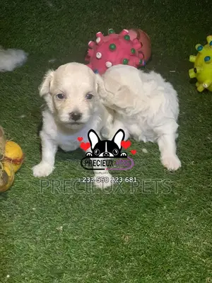 0-1 month Male Mixed Breed Maltipoo
