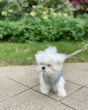 1-3 months Male Purebred Bichon Frise