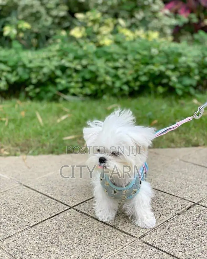 1-3 months Male Purebred Bichon Frise