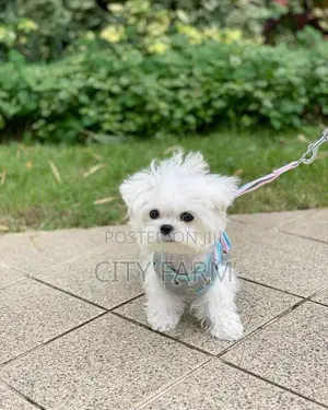 1-3 months Male Purebred Bichon Frise