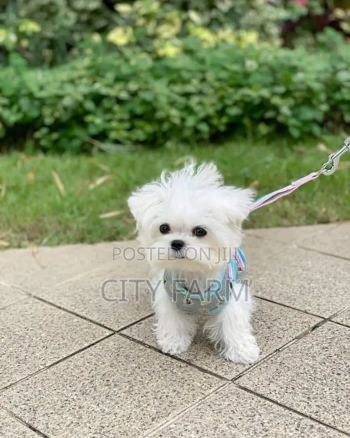 1-3 months Male Purebred Bichon Frise