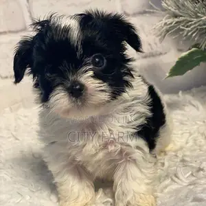 1-3 months Female Purebred Lhasa Apso