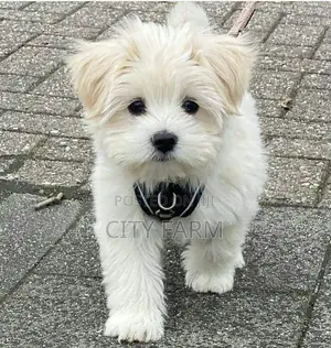 1-3 months Male Purebred Lhasa Apso