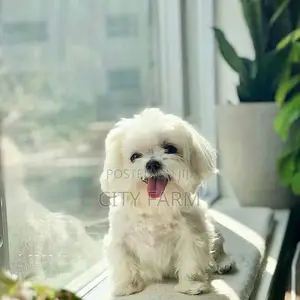 1-3 months Male Purebred Maltese
