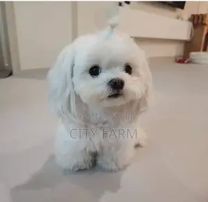 1-3 months Male Purebred Maltese