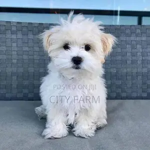 1-3 months Female Purebred Maltese