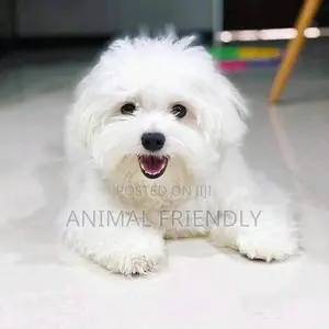 1-3 months Female Purebred Bichon Frise