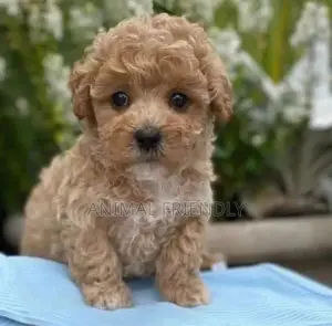1-3 months Male Purebred Lhasa Apso