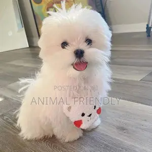 1-3 months Male Purebred Maltese