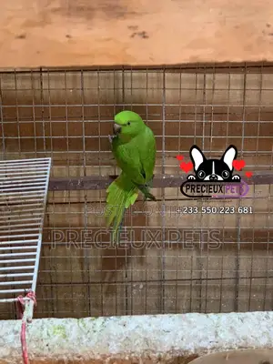 Younglings Longtail Parrots