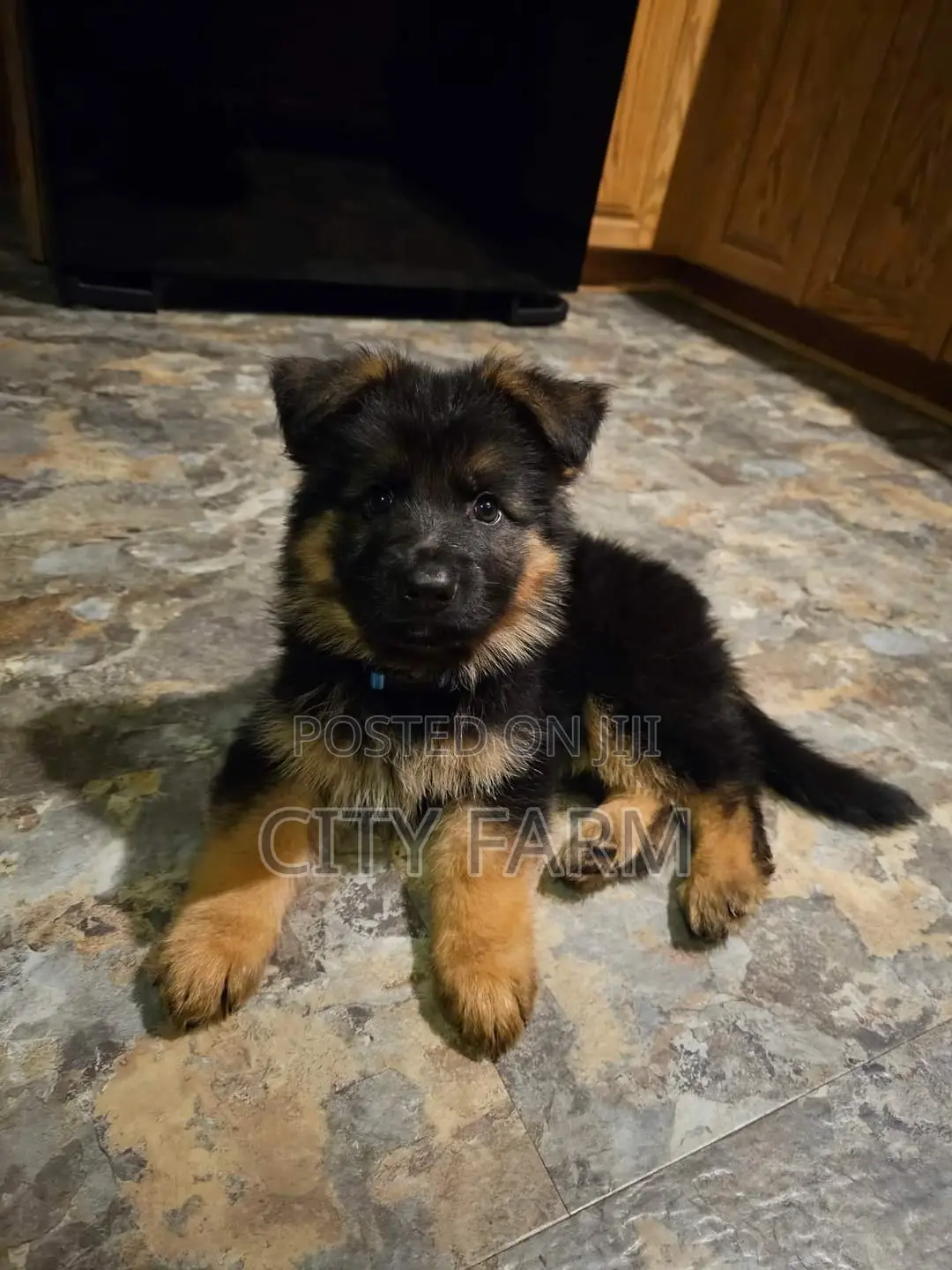 1-3 months Male Purebred German Shepherd