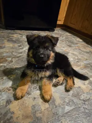 1-3 months Male Purebred German Shepherd