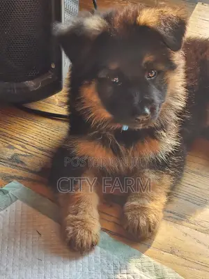 1-3 months Female Purebred German Shepherd