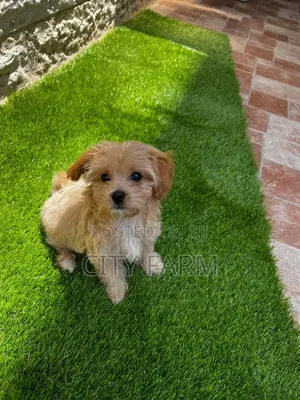 1-3 months Female Purebred Lhasa Apso