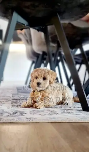 1-3 months Male Purebred Poodle
