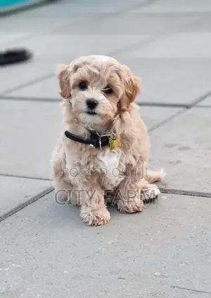 1-3 months Male Purebred Poodle