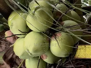 Dwarf And Hybrid Coconut Seedlings