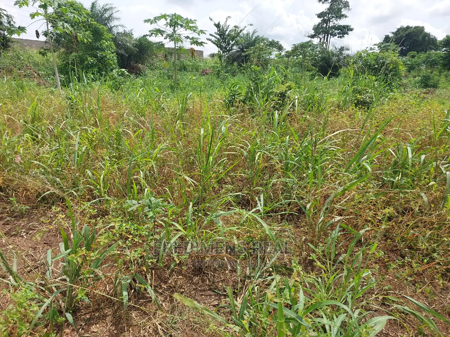 A Land at Ejisu-Krapa for Sale